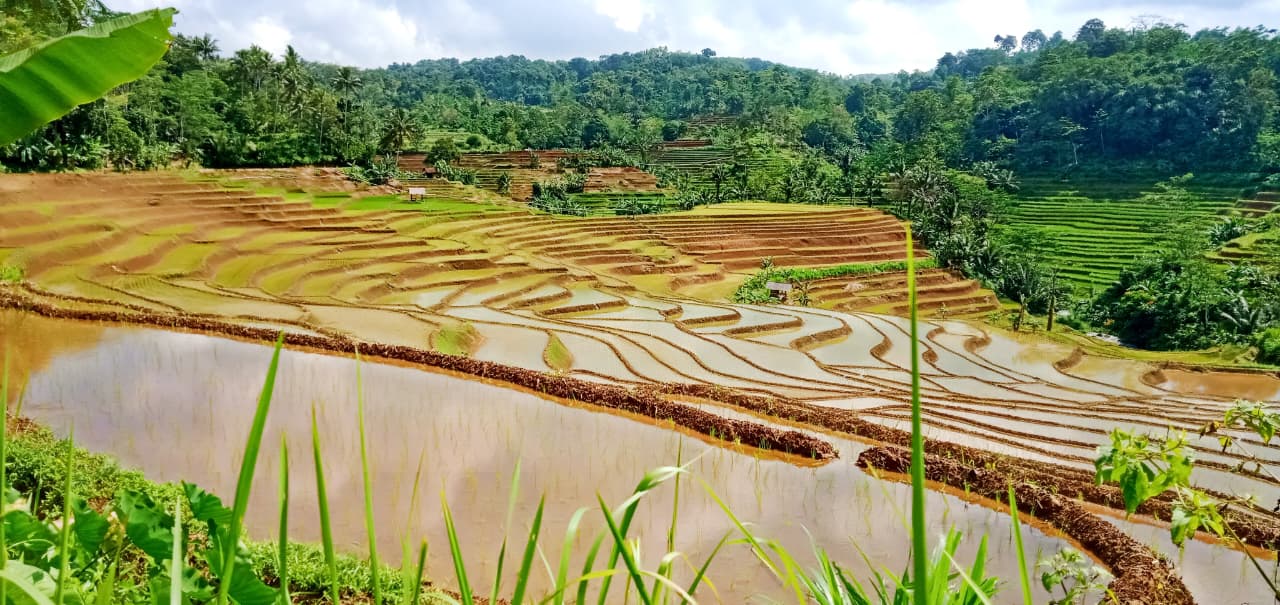  Lahan pertanian terasering di Desa Sukamulya
